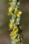 Common mullein